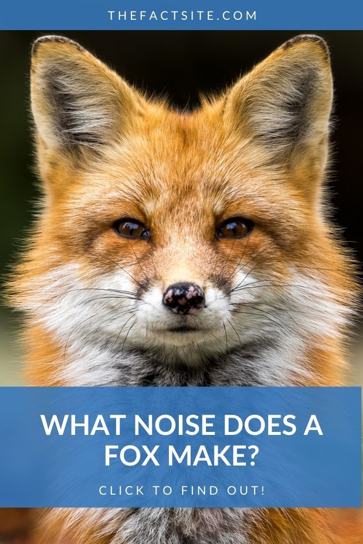 What Noise Does A Fox Make?
