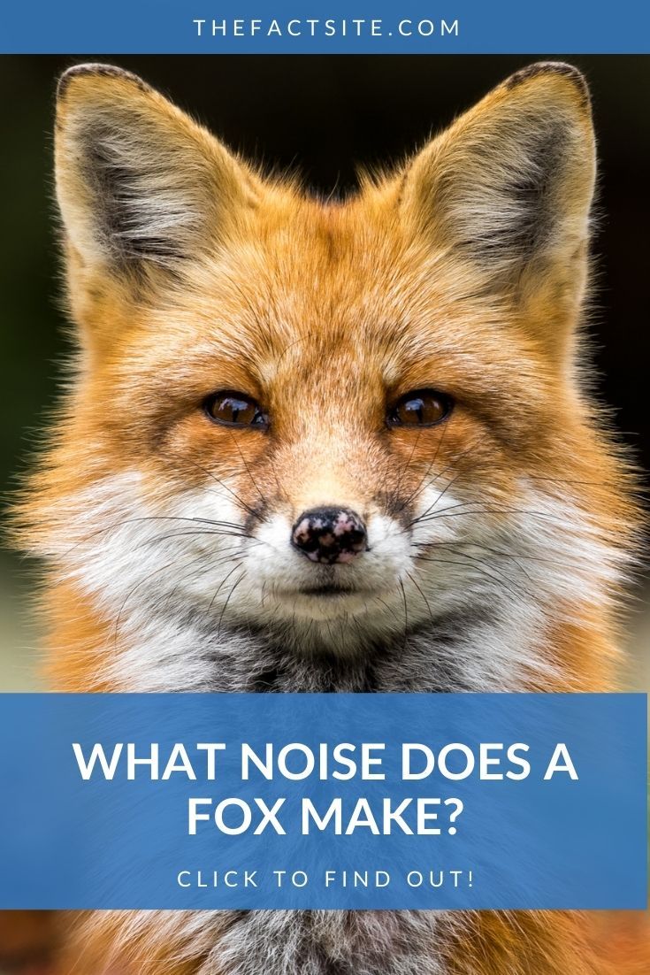 What Noise Does A Fox Make? The Fact Site