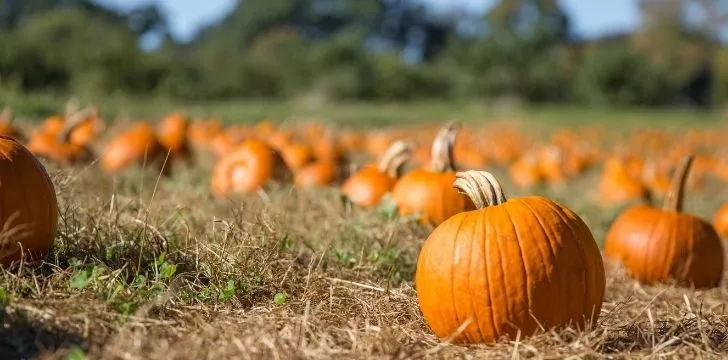 A pumpkin patch