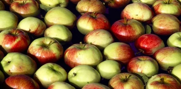 Apples bobbing up and down and in water