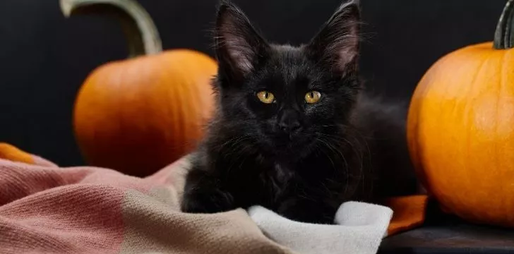 A black car with two pumpkins