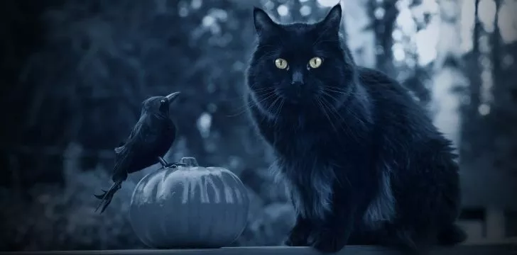 A black cat and a blackbird