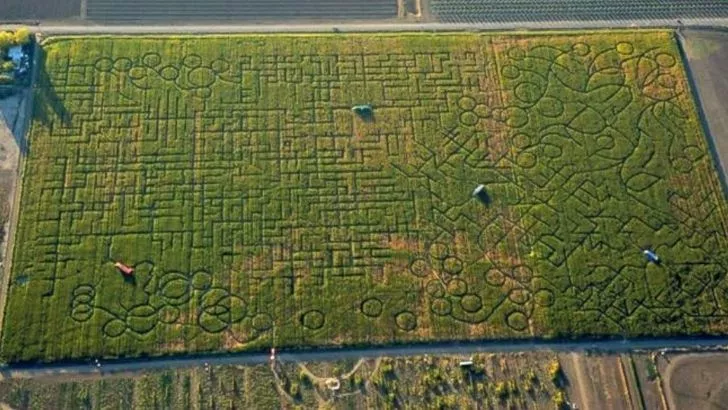 The world's largest wheat field maze