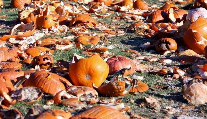 Many smashed squished and splashed pumpkins on a field