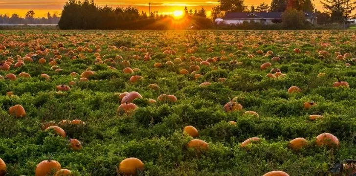 Lots of pumpkins on a pumpkin patch