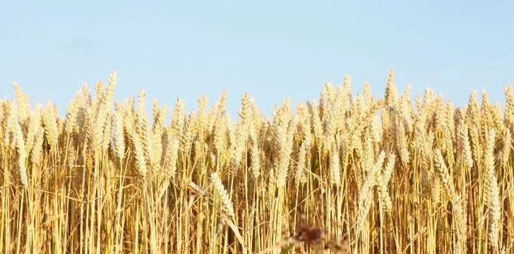 Dry wheat fields
