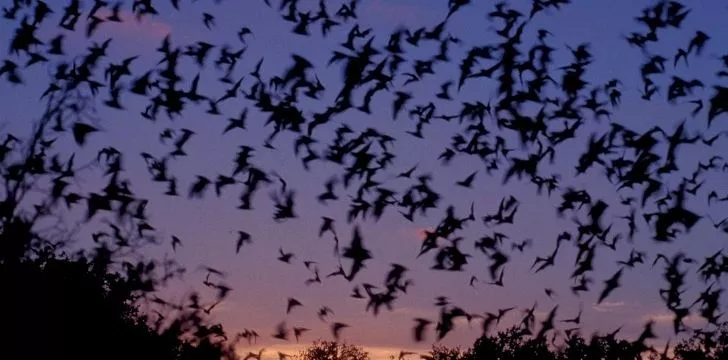 Lots of bats in the sky