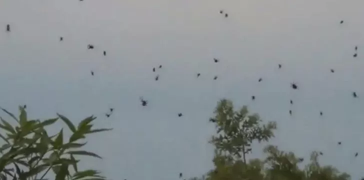 Spiders falling from the sky