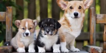 Adorable Corgi dog facts