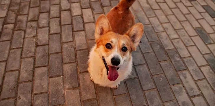 A corgi looking to the camera for attention