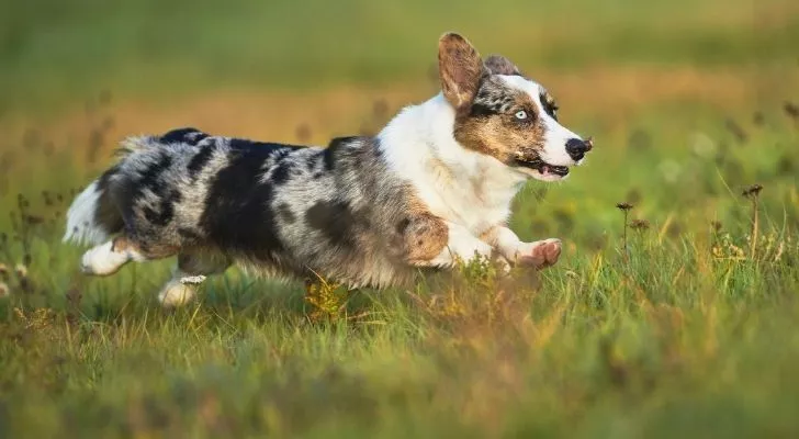 A Cardigan Corgi jumping in long grass