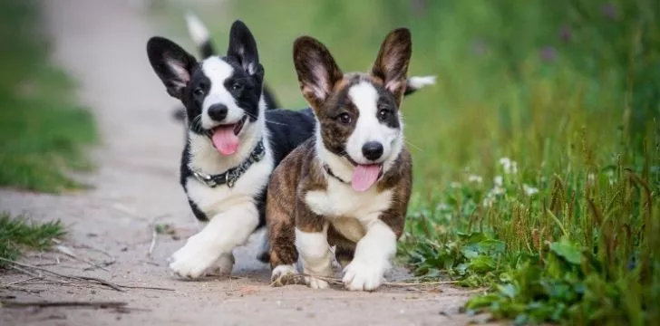 Two cute little Corgis playing