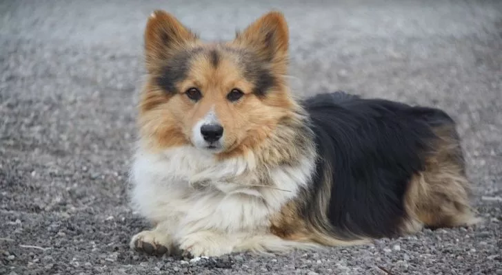 A very hair little Corgi lay down on the ground