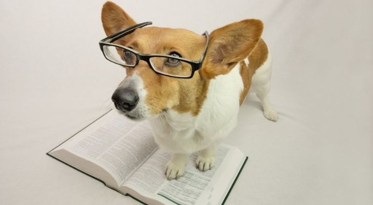 A Corgi wearing glasses to help her read