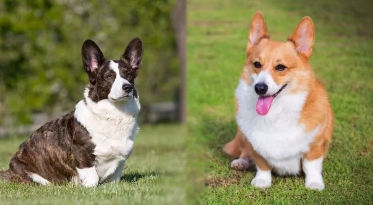 A Cardigan Corgi Vs Pembroke Corgi