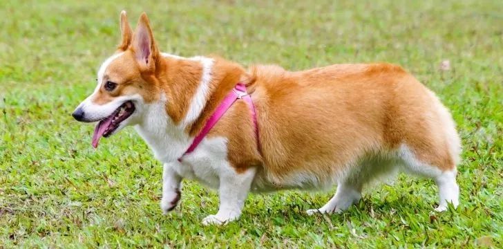 A Pembroke Corgi wearing a cute pink harness