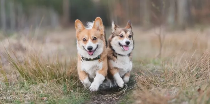Two corgis running side by side