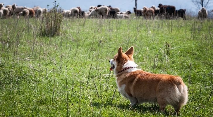 A corgi dog looking across fields to sheep