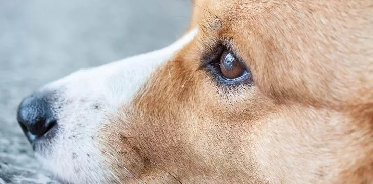 Closeup of a corgi looking intently to the side