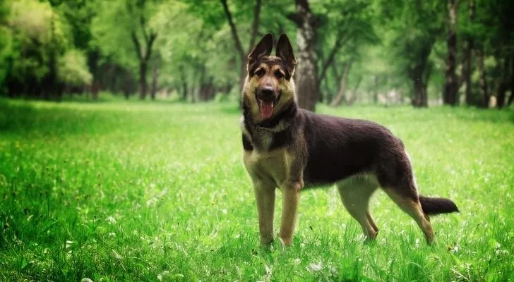 A German Shepherd with her ears pointing up