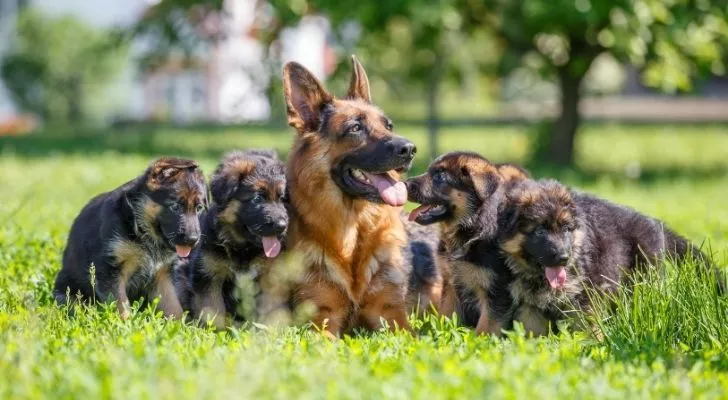 A German Shepherd with her puppies