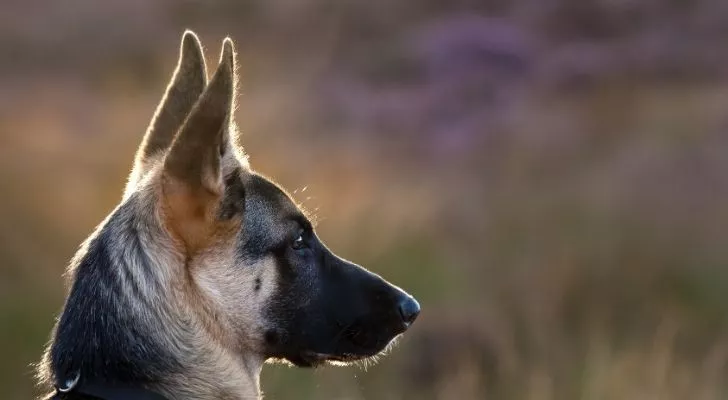 A German Shepherd looking to the right
