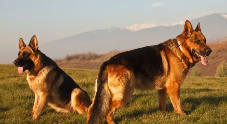 Two German Shepherd's in the mountains