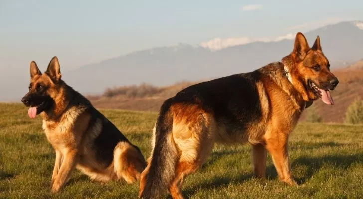 Two German Shepherd's in the mountains