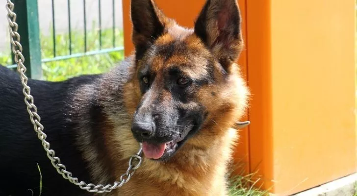 A German Shepherd on a leash