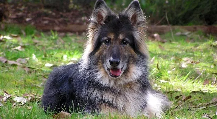 A German Shepherd with long hair