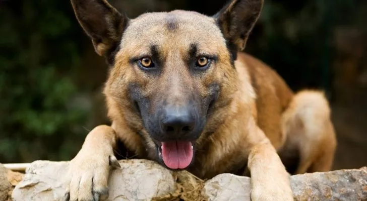 A German Shepherd looking directly into the camera
