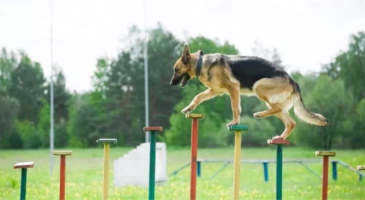 A German Shepherd showing off his intelligence by walking across tall pillars