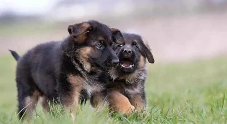 Two German Shepherd puppies