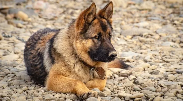 A German Shepherd lay on the ground