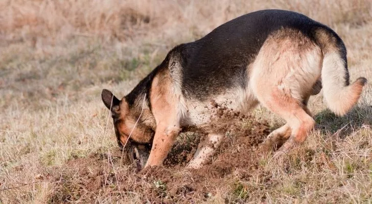 A German Shepherd digging