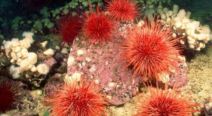 Red Sea Urchins