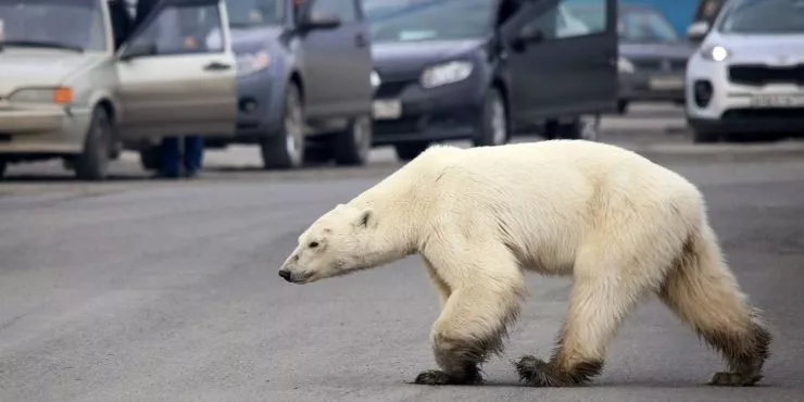 The 2019 Russian polar bear invasion