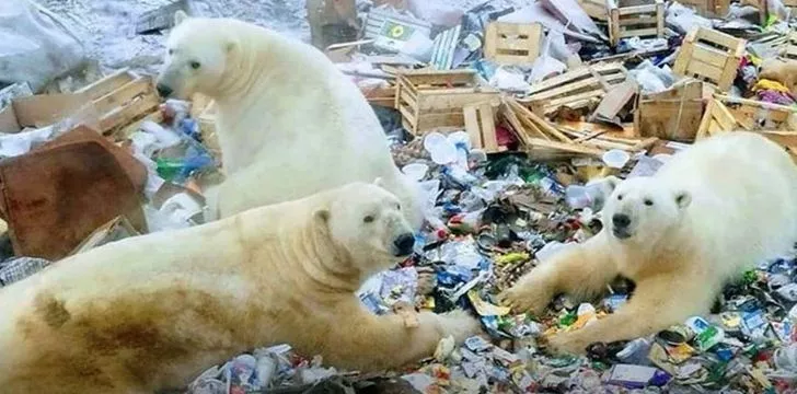 Polar bears sifting through lots of trash