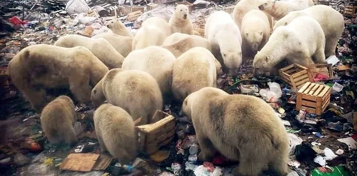 Many polar bears rummaging through garbage