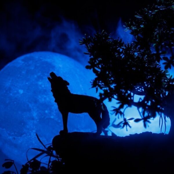 What Is A Cold Moon? - The Fact Site