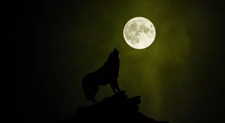 A wolf howling up to a full moon