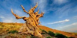 Seven oldest trees in the world
