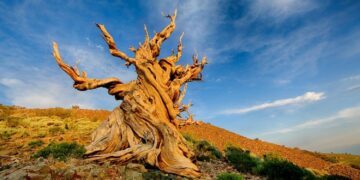 Seven oldest trees in the world