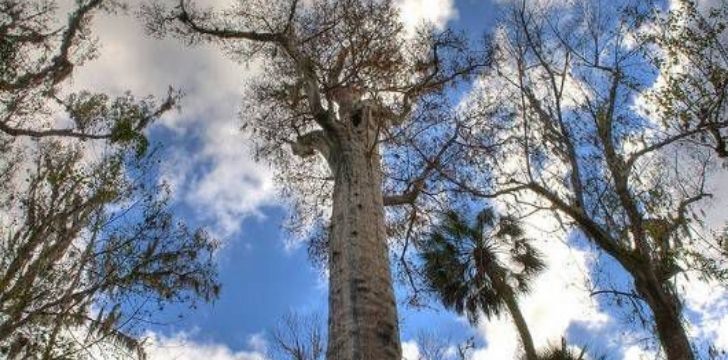 Gran Abuelo tree reaching high