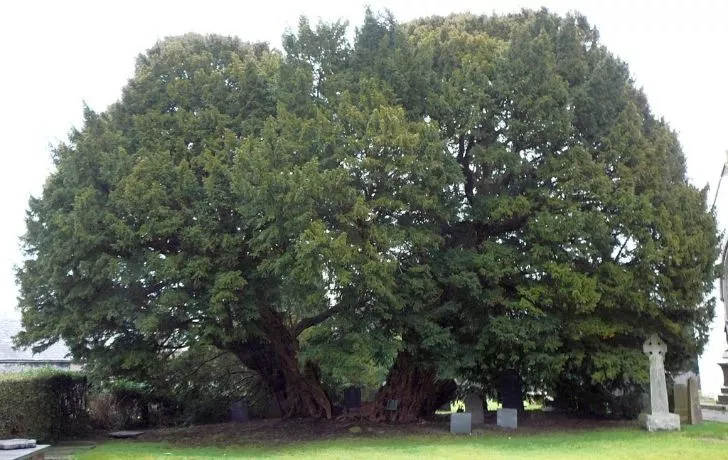 Llangernyw Yew tree