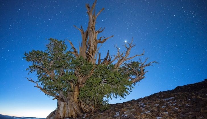 The Methuselah tree at night