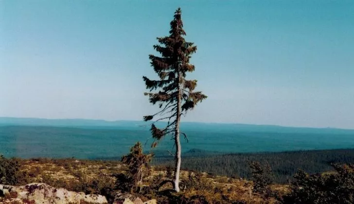 Old Tjikko standing tall on its own