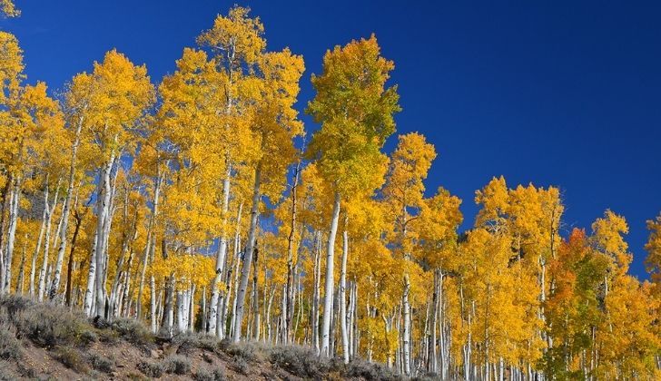 Gorgeous Pando tree with a long white trunk and golden foliage