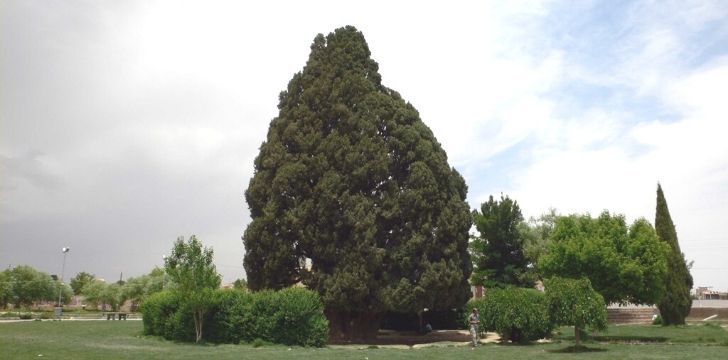 Sarv-e Abarkuh green tree