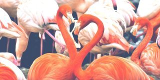 Facts about flamingos